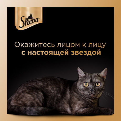 Самая важная аудитория