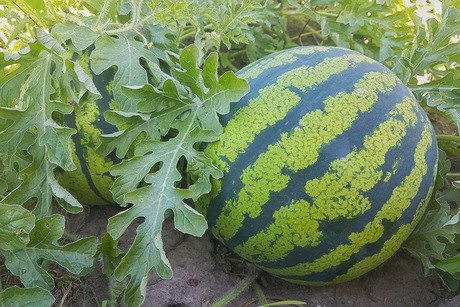 Не вызовут аллергию