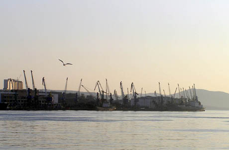 Много-много рыбы