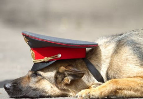 Ложная тревога
