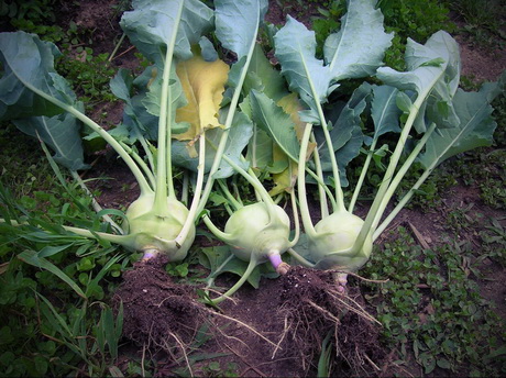 Выгодный продукт