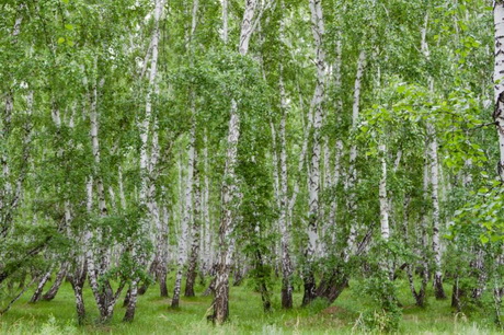 Корневая система