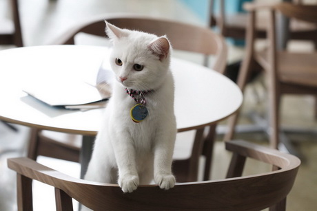 Котики и люди