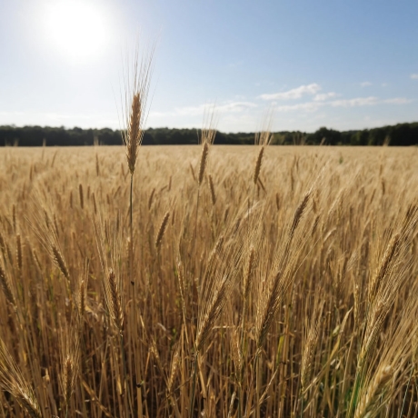 Зелёная масса