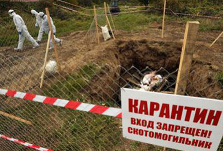 Свинская бомба